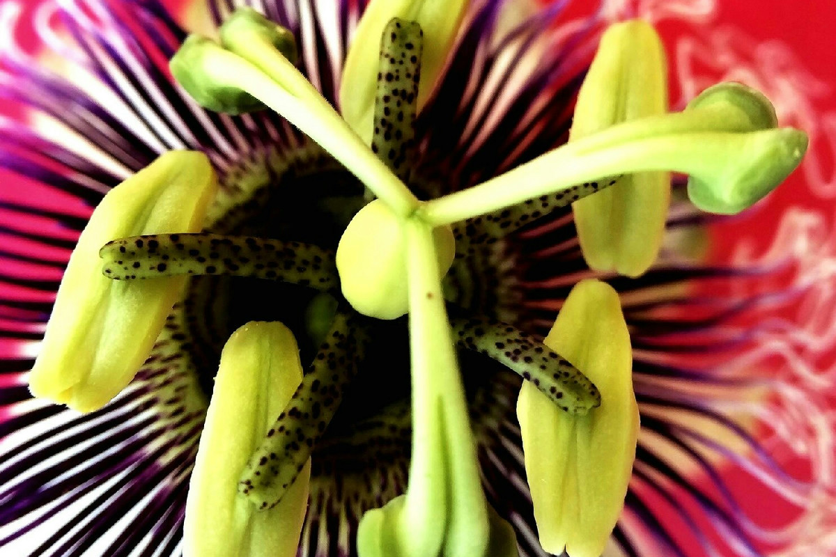 La coltivazione delle piante carnivore non è un mistero: ora ho trovato il modo migliore