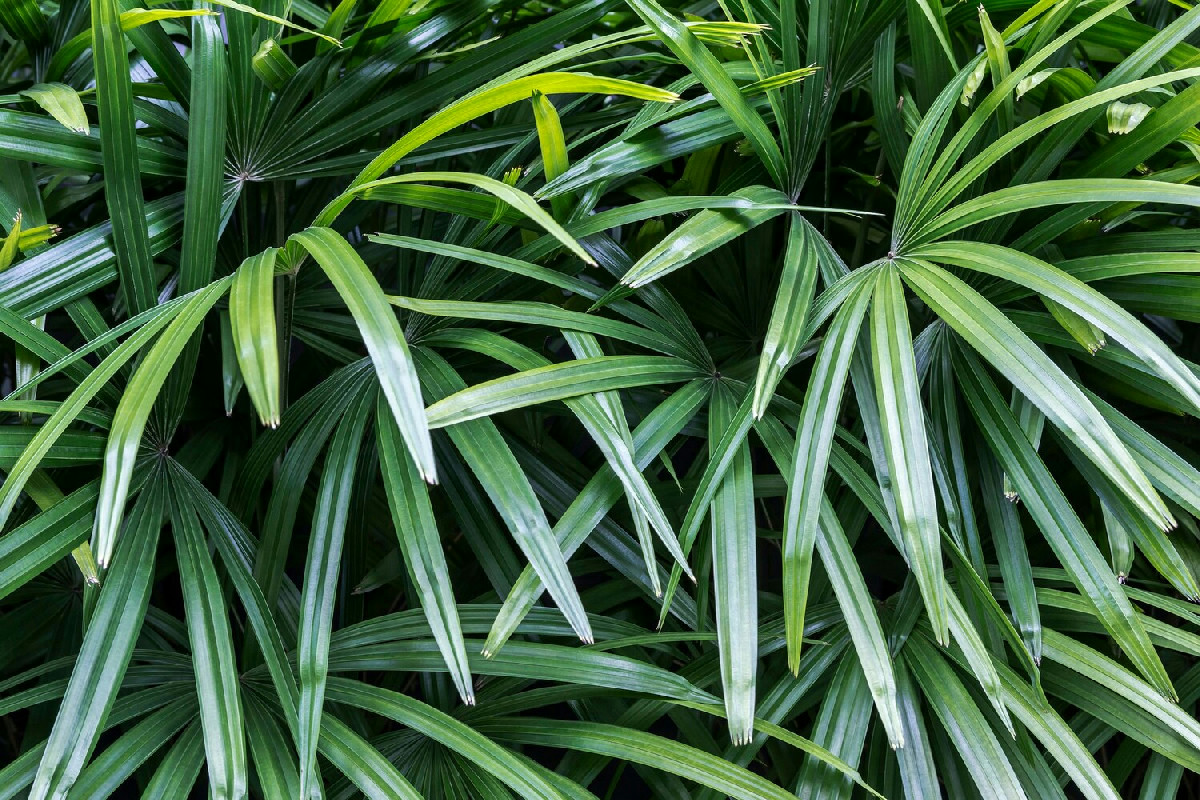 La dracena purifica l’aria del soggiorno migliorando naturalmente l’ambiente con eleganza e benessere