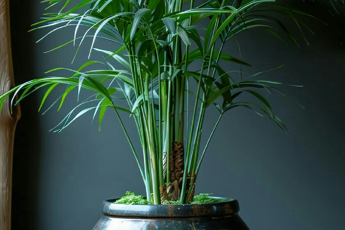 La dracena purifica l’aria del soggiorno migliorando naturalmente l’ambiente con eleganza e benessere