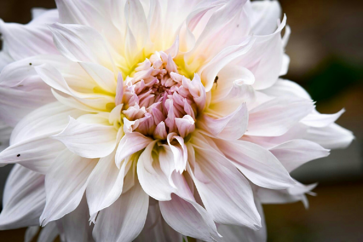 Ecco come la dalia sopravvive al gelo e continua ad essere protagonista tra le tue piante