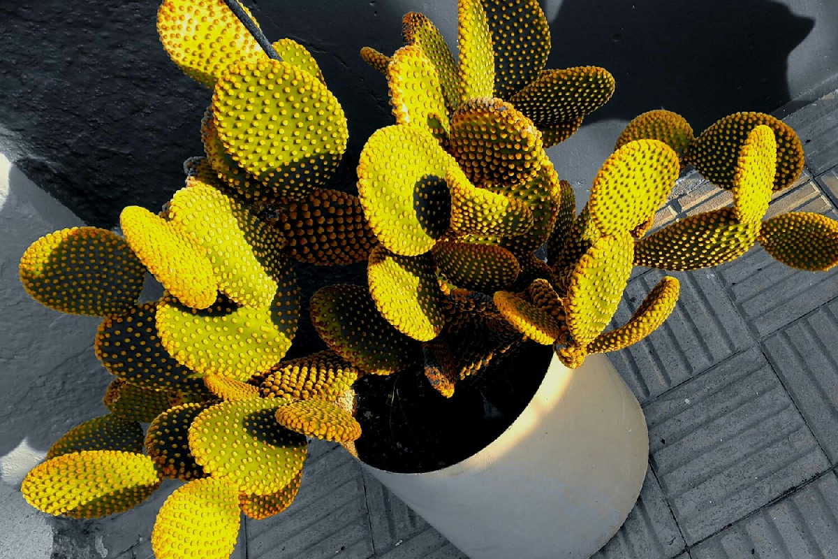 In inverno molte piante grasse soffrono: questo semplice accorgimento le mantiene verdi e rigogliose