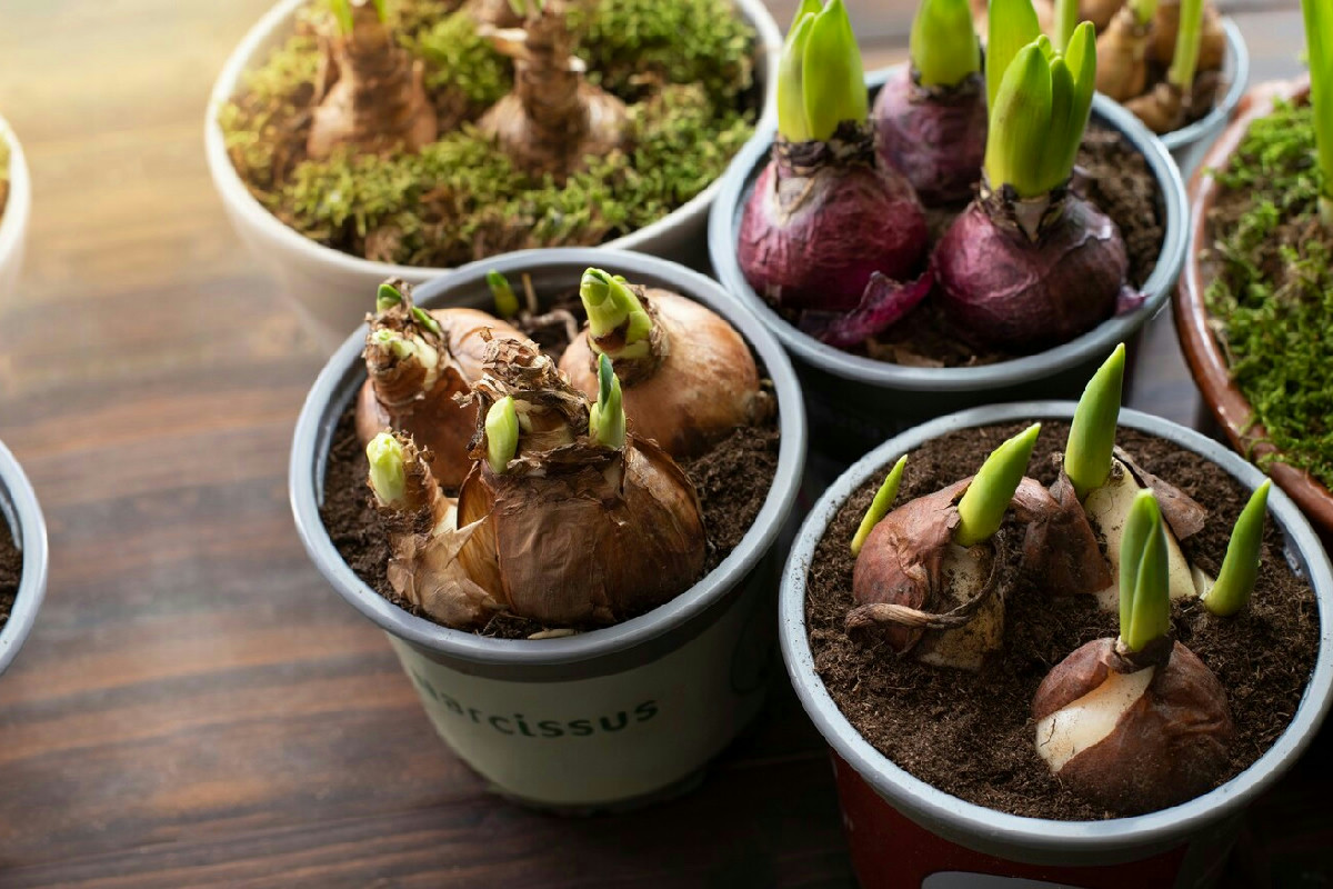 Pianta questi bulbi adesso e la tua casa avrà fiori spettacolari, quasi come un vivaio