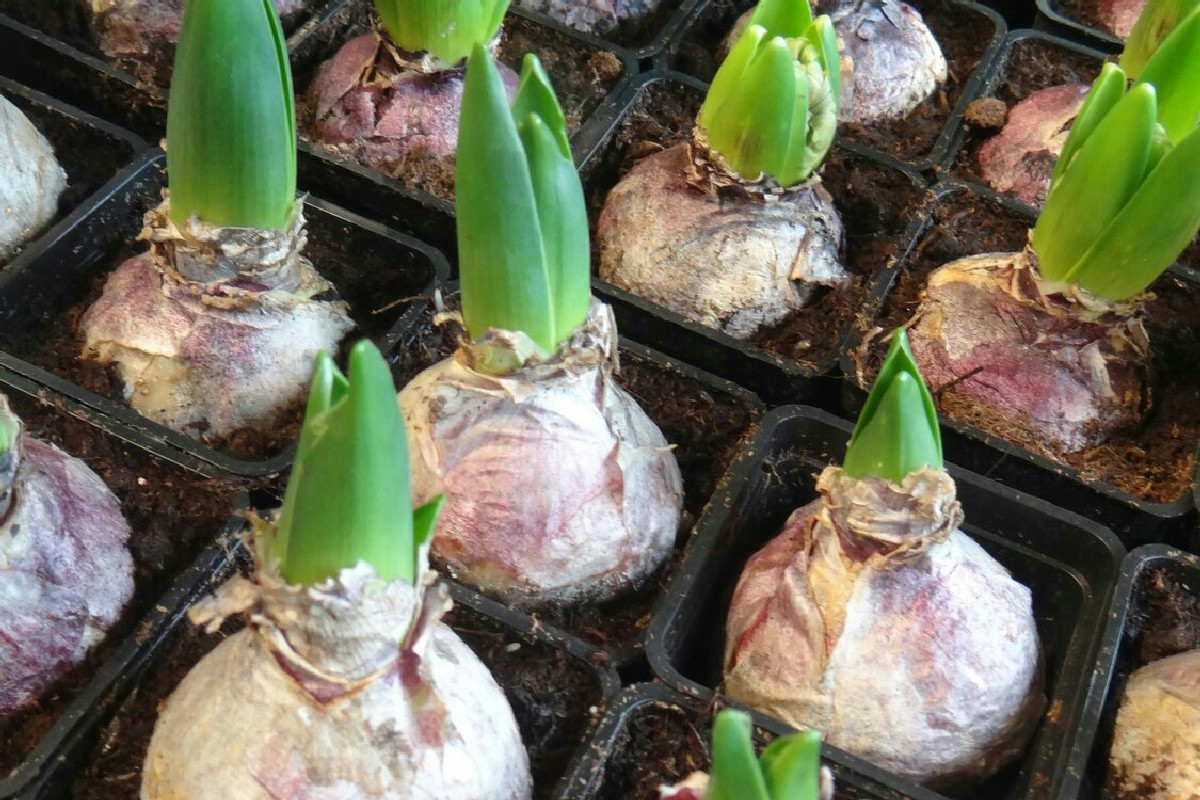 Pianta questi bulbi adesso e la tua casa avrà fiori spettacolari, quasi come un vivaio