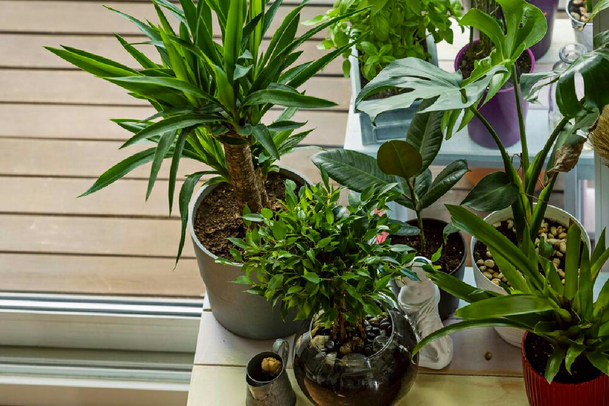 Quali piante soffrono di più il caldo secco in casa rispetto al freddo esterno