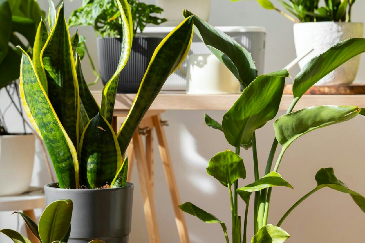 Quando si decide di coltivare piante in casa ecco 7 consigli che migliorano ogni ambiente verde