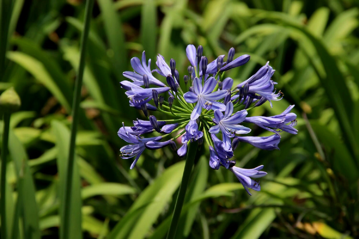 Questo agapanto resiste al gelo e regala fioriture intense per un balcone sempre elegante