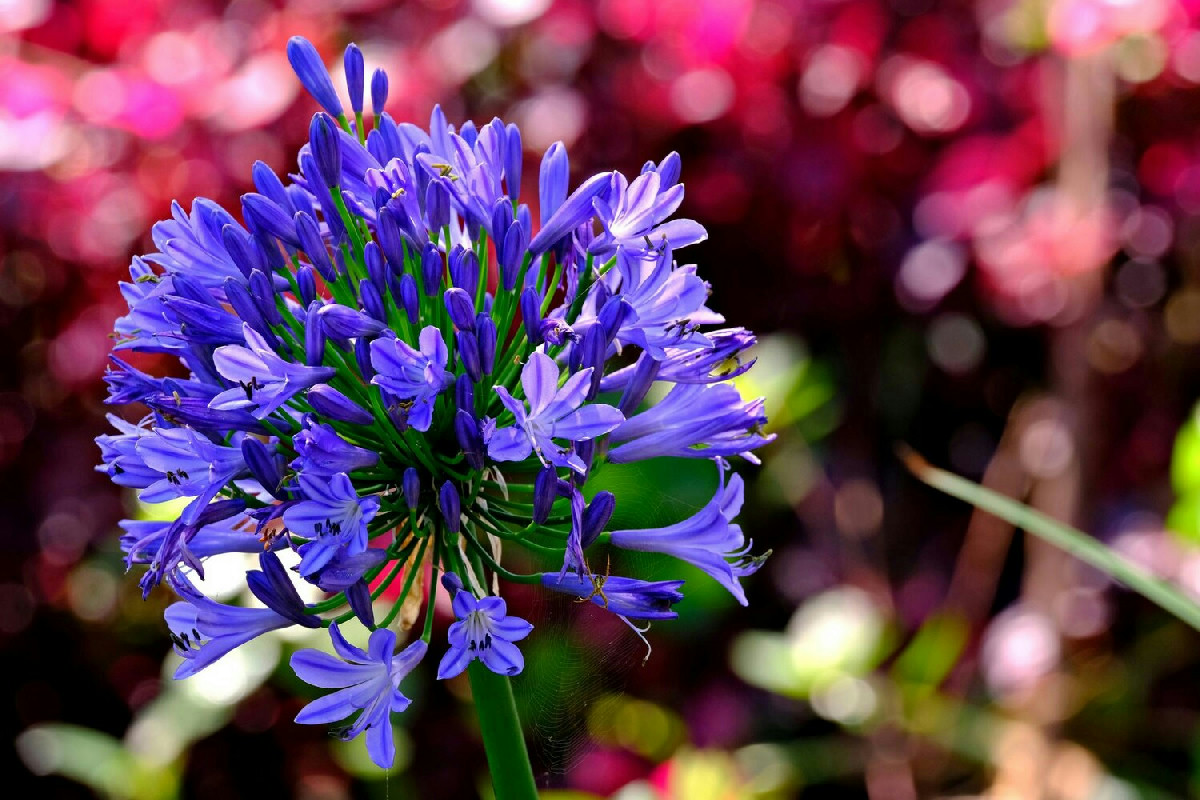 Questo agapanto resiste al gelo e regala fioriture intense per un balcone sempre elegante