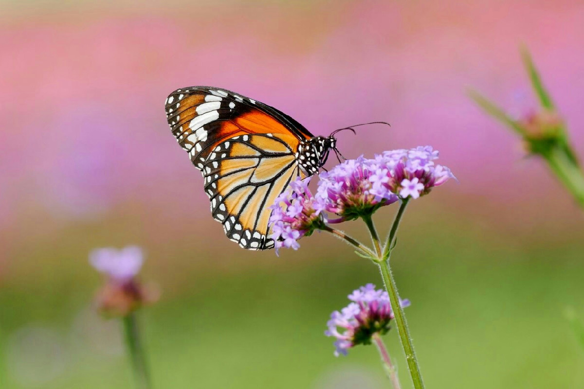 Un semplice metodo per attirare insetti utili e rendere il giardino più rigoglioso e sano
